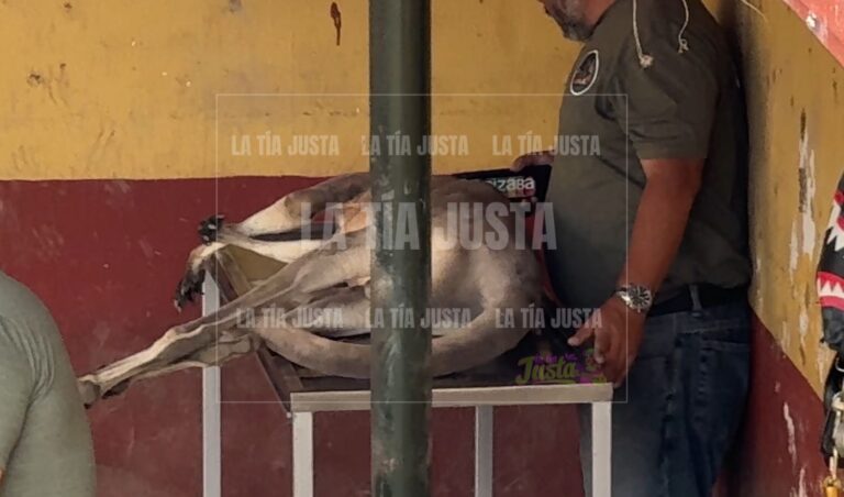 Muere Canguro, era único en México
