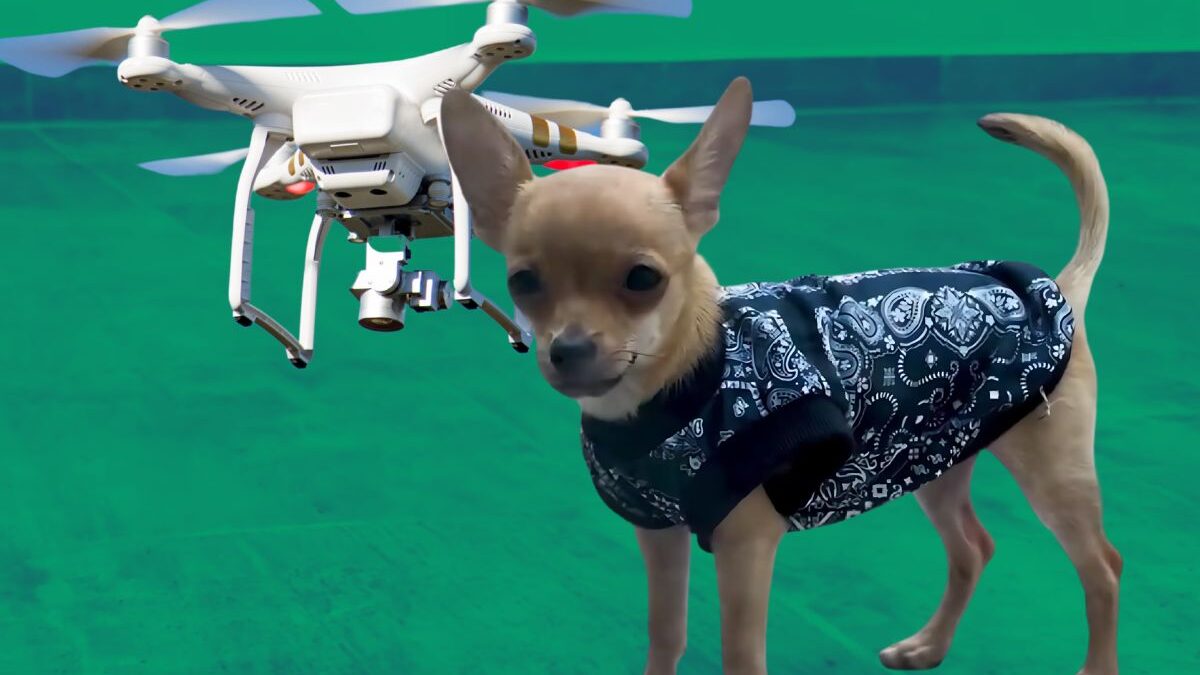 Elevan a perrito con un dron en Quintana Roo; gobierno lo rescata y resguarda
