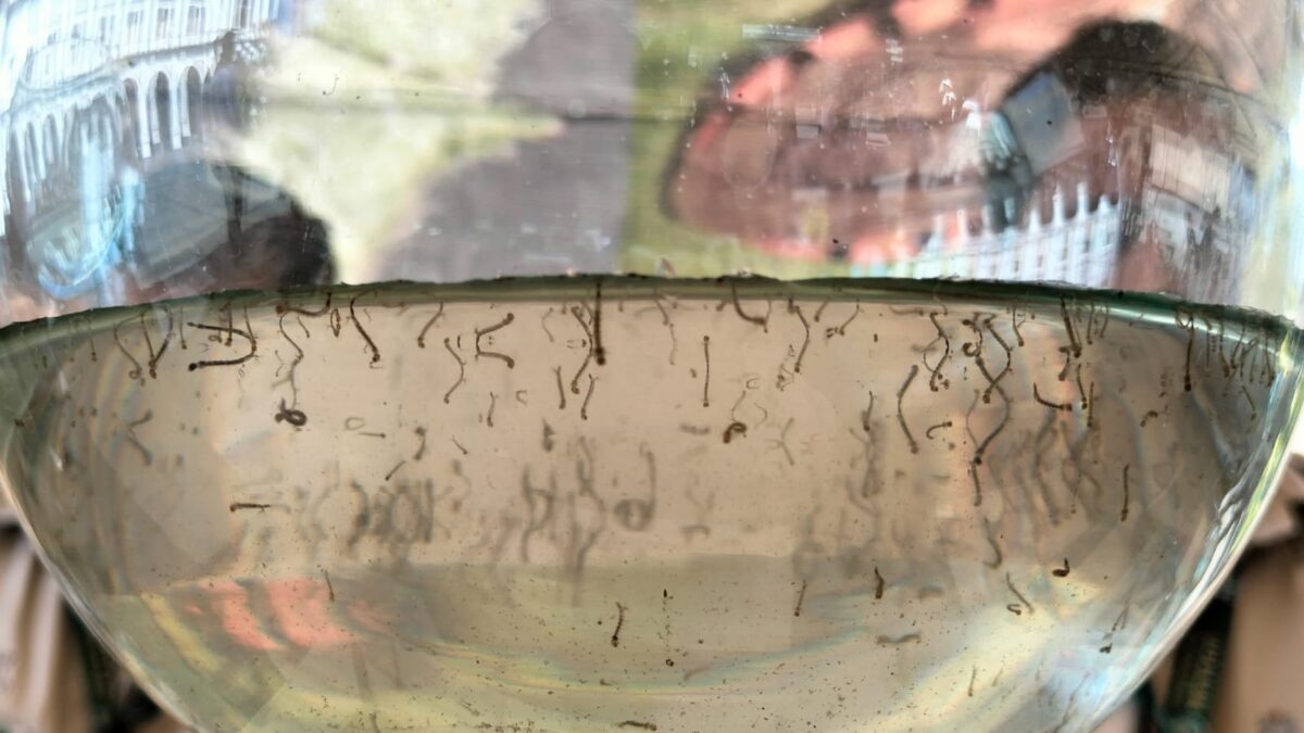 Emite Salud recomendaciones para eliminar criaderos del mosquito del dengue en hogares