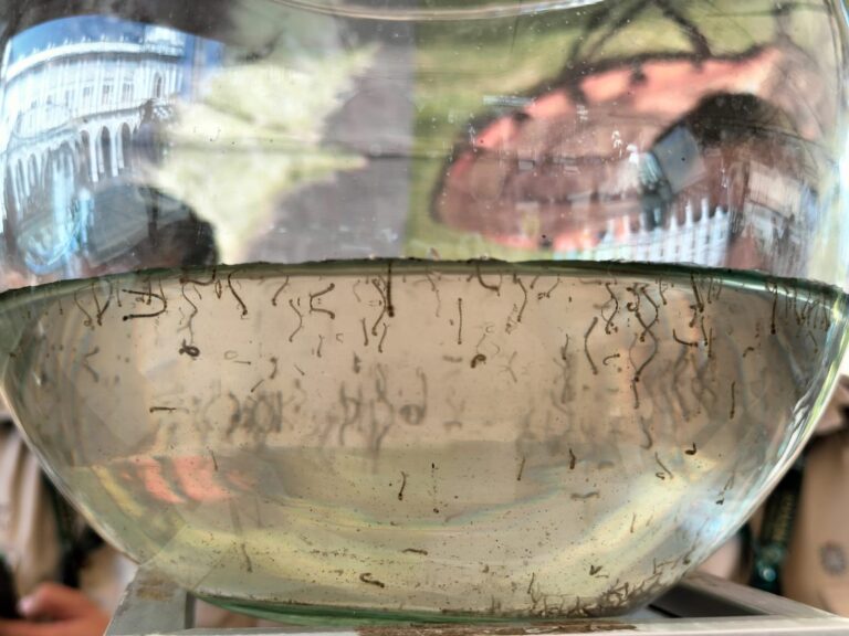 Emite Salud recomendaciones para eliminar criaderos del mosquito del dengue en hogares