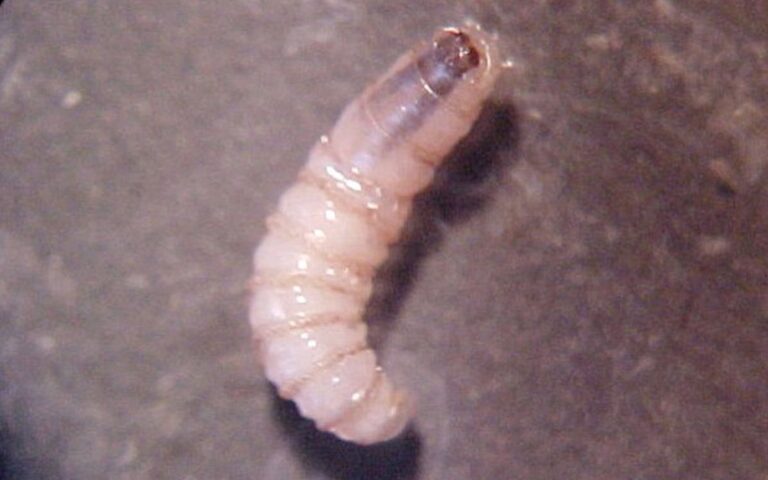 Detectan dos nuevos casos de miasis humana por gusano barrenador en Chiapas