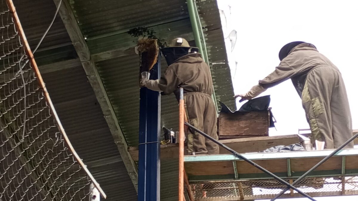 Exhorta Fomento Agropecuario a no dañar a las abejas y reportar colmenas