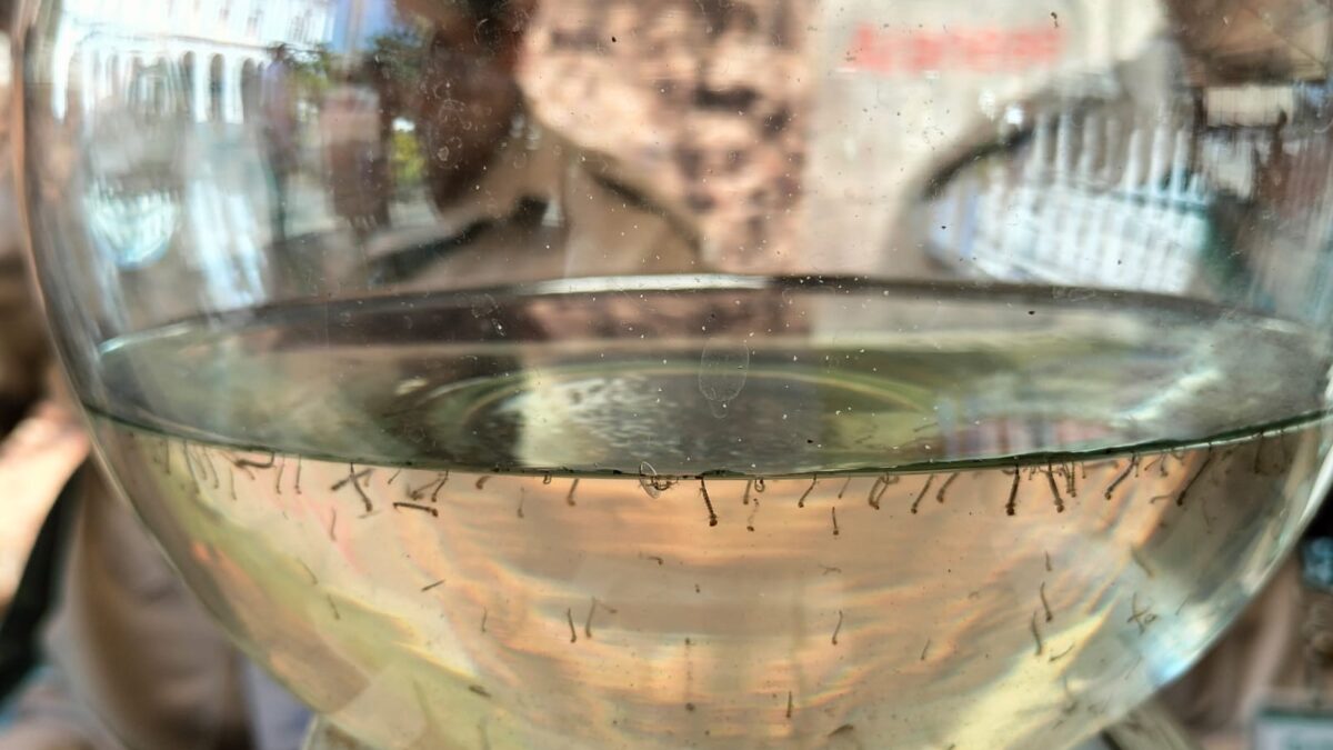 Exhorta Salud Municipal reforzar acciones preventivas para el mosco del dengue