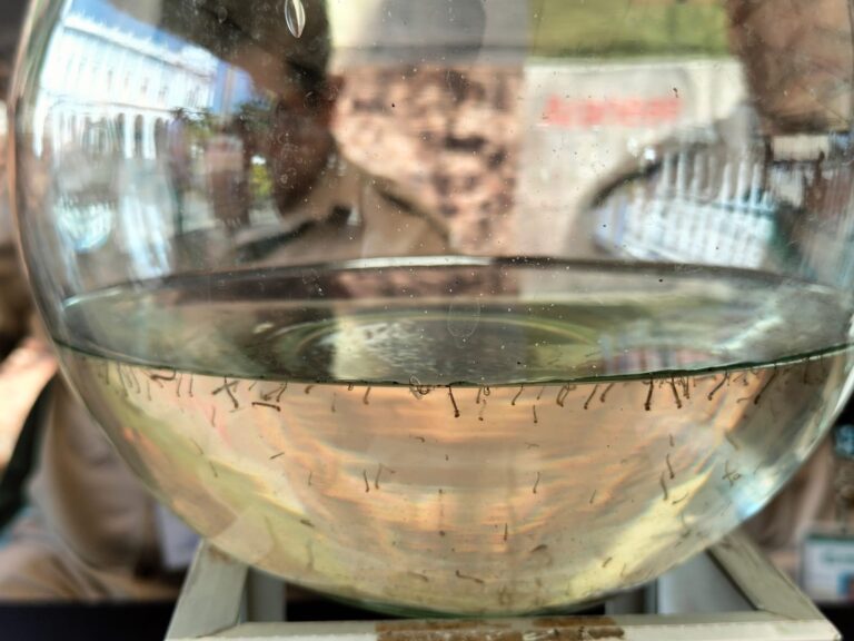 Exhorta Salud Municipal reforzar acciones preventivas para el mosco del dengue