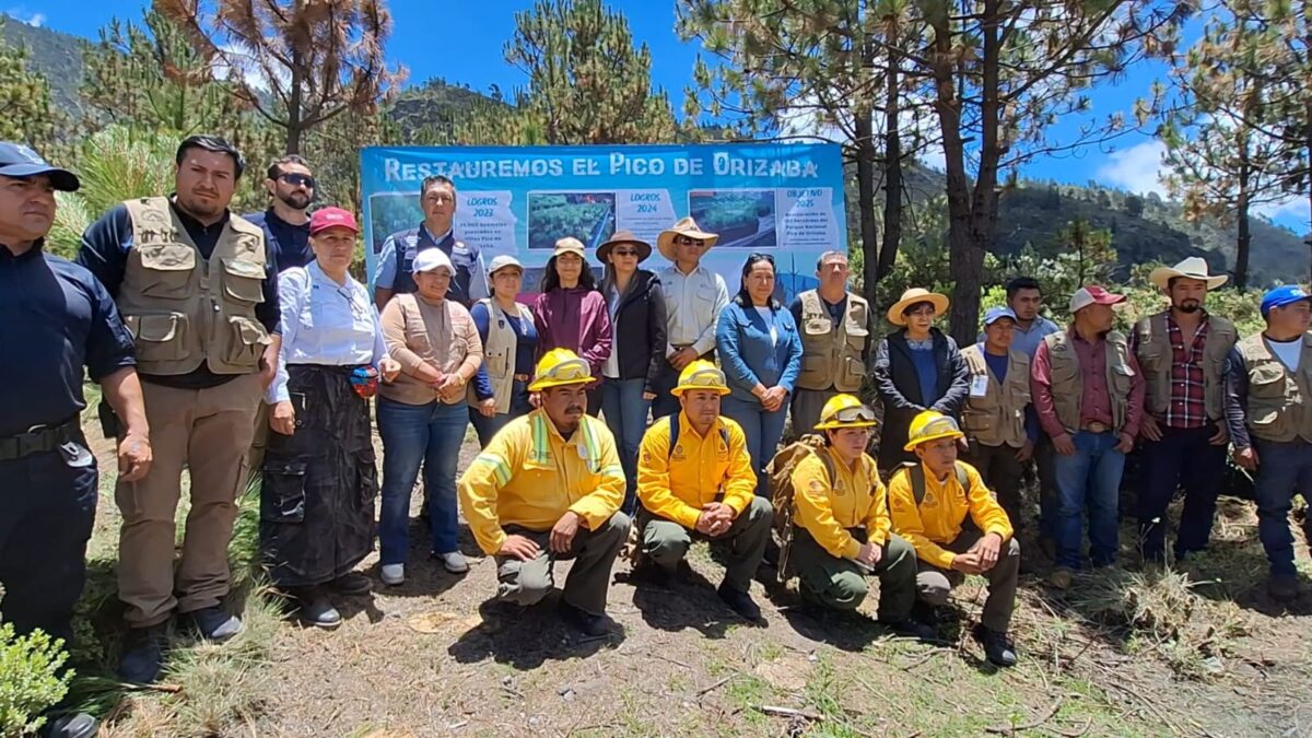 Arranca reforestación del Parque Nacional Pico de Orizaba
