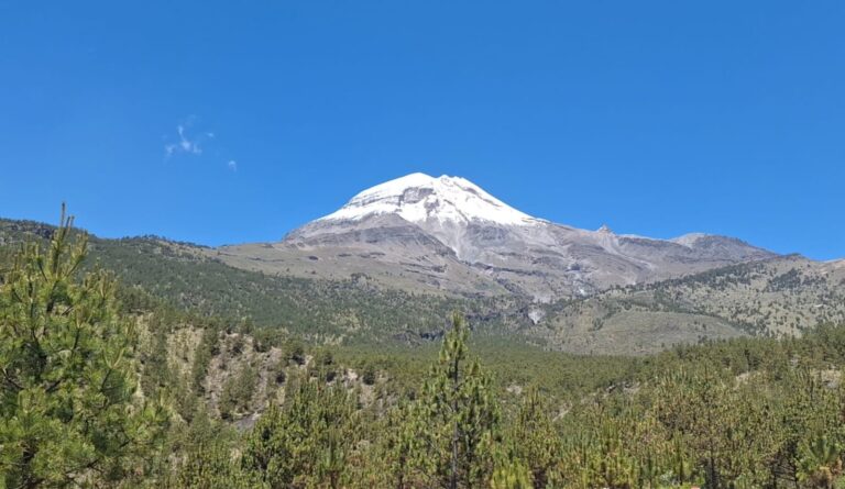 Detectan plagas en los bosques del Parque Nacional Pico de Orizaba