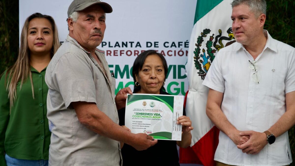 Entregan 33 mil plantas de café a productores de la Sierra del Gallego de Córdoba