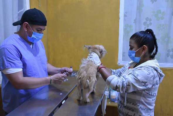 REFUERZA AYUNTAMIENTO DE RÍO BLANCO ACCIONES CONTRA EL MALTRATO ANIMAL Y PROMUEVE LA TENENCIA RESPONSABLE