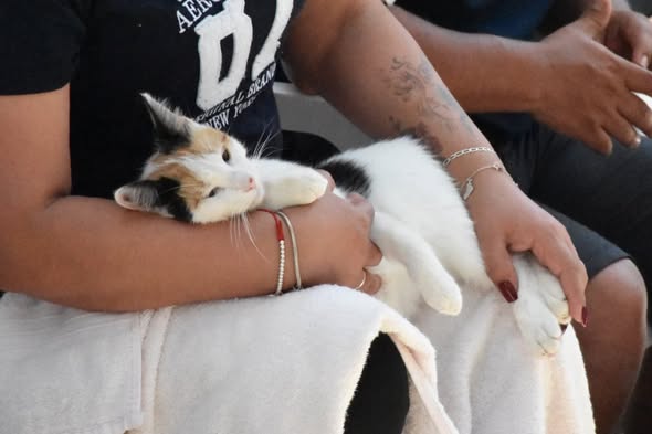Río Blanco intensifica combate a la sobrepoblación animal con esterilizaciones gratuitas
