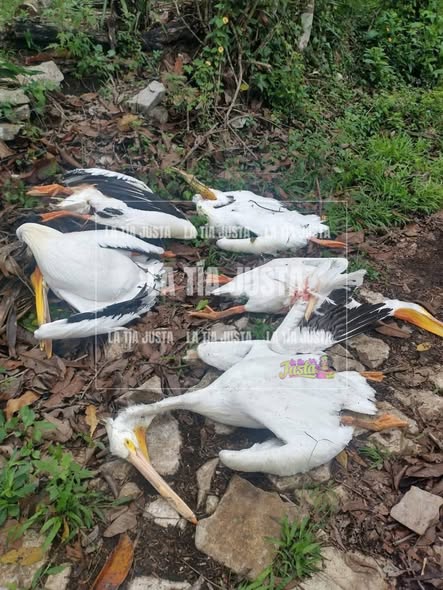 Mueren pelícanos en pleno vuelo en La Esperanza, Atoyac