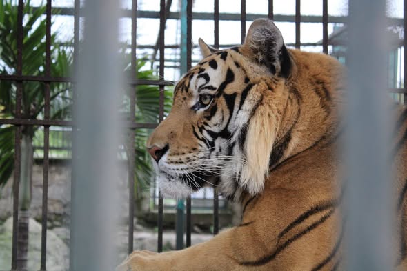 REFUERZA UMA DE ORIZABA EL CUIDADO ANIMAL Y LLAMA A FRENAR EL TRÁFICO ILEGAL DE LAS ESPECIES