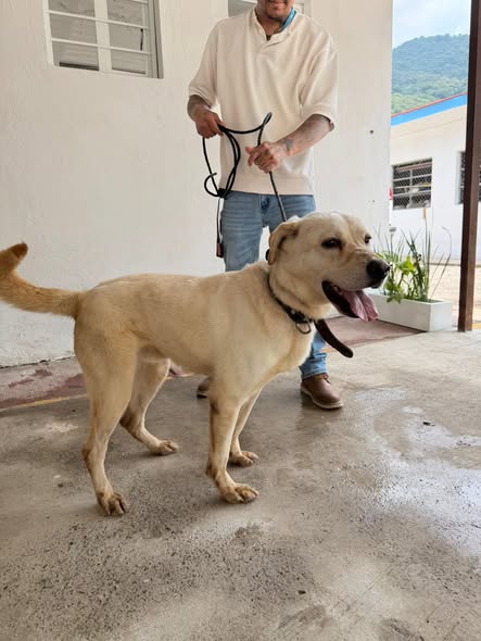 Impulsa Río Blanco adopción responsable de perros y gatos