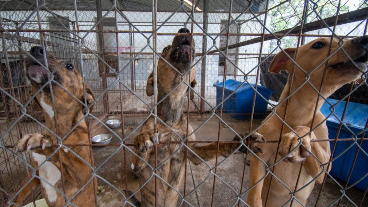 Centro de Salud Animal de Córdoba llama a la ciudadanía a realizar sus reportes vía telefónica
