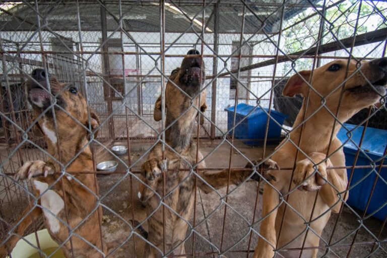 Centro de Salud Animal de Córdoba llama a la ciudadanía a realizar sus reportes vía telefónica