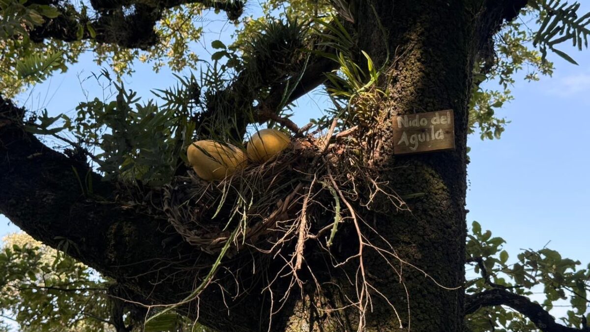 Polluelos de águila crecen bajo monitoreo en el Cerro del Borrego