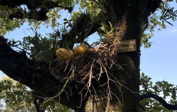 Polluelos de águila crecen bajo monitoreo en el Cerro del Borrego