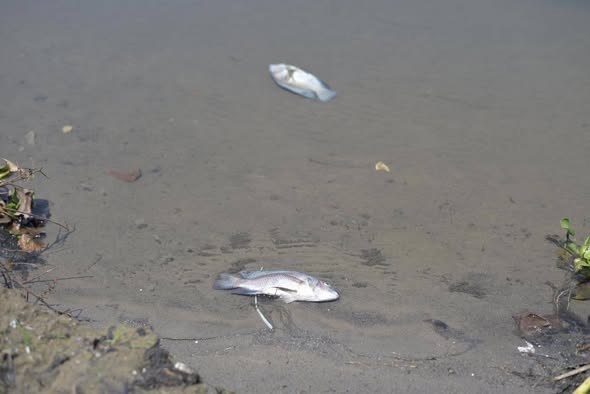 ATIENDE AYUNTAMIENTO DE VERACRUZ REPORTE POR MORTANDAD DE PECES EN LAGUNA TARIMOYA
