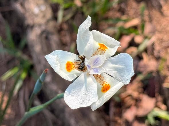 “DONDE POSAN LAS ABEJAS, FLORECE LA ESPERANZA”