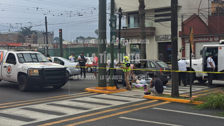 DERRIBAN PALMERA TRAS CHOQUE EN CALLE REAL