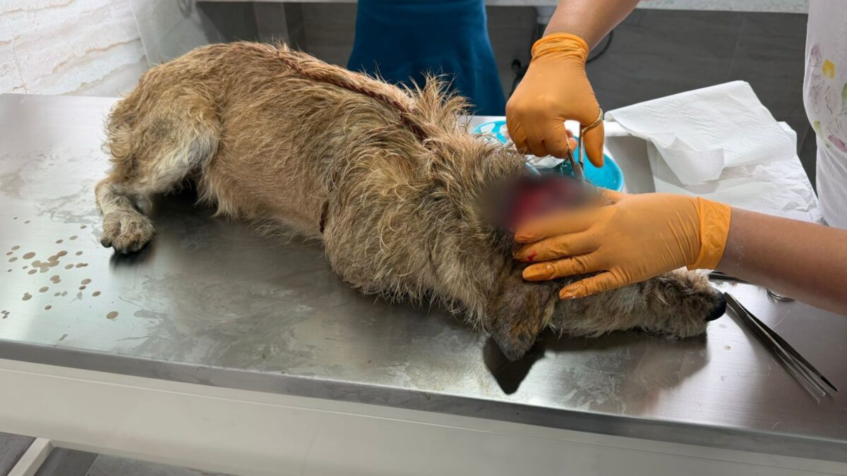 Orizaba confirma primer caso de gusano barrenador en una mascota; llaman a reportar síntomas a tiempo
