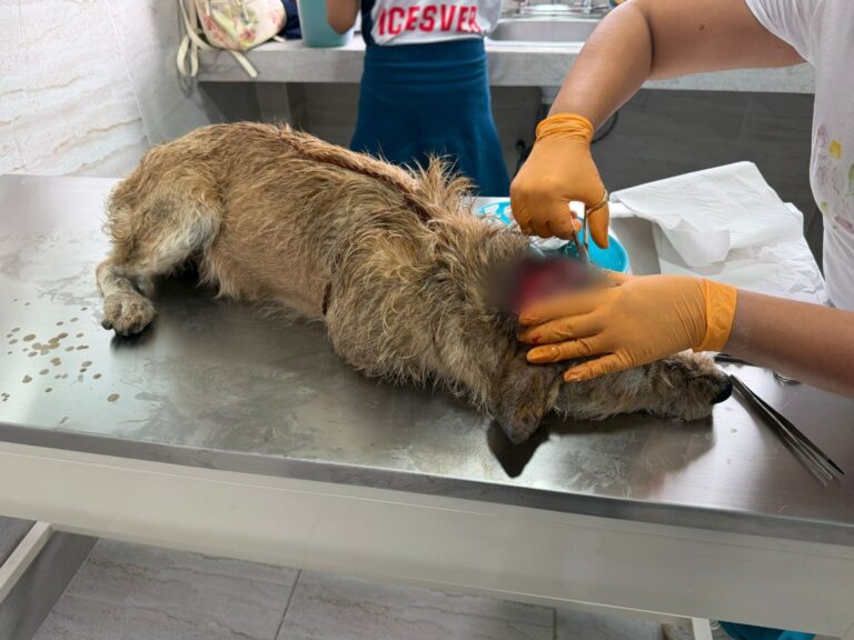 Orizaba confirma primer caso de gusano barrenador en una mascota; llaman a reportar síntomas a tiempo