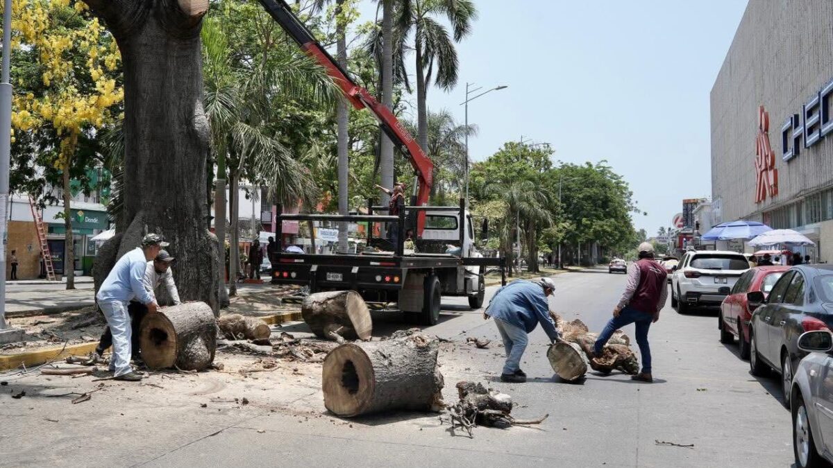 Retiro de antigua ceiba en el centro de Veracruz por deterioro estructural y riesgo para la población