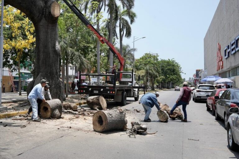 Retiro de antigua ceiba en el centro de Veracruz por deterioro estructural y riesgo para la población