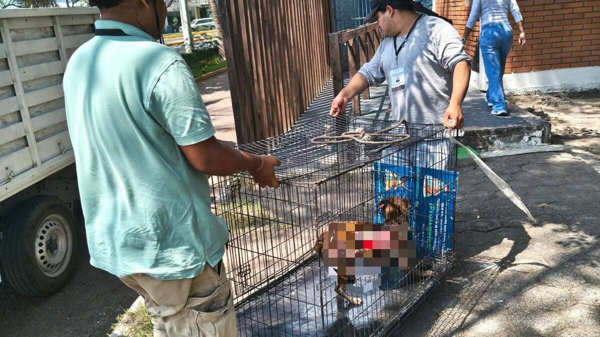 Ayuntamiento de Veracruz protege a perrita maltratada