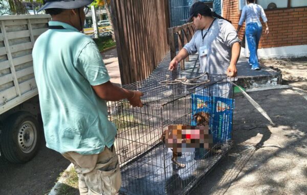 Ayuntamiento de Veracruz protege a perrita maltratada