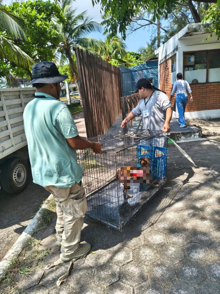 Ayuntamiento de Veracruz protege a perrita maltratada