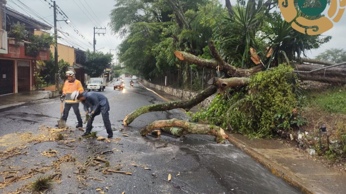 Córdoba sin incidentes tras lluvias; solo un árbol caído