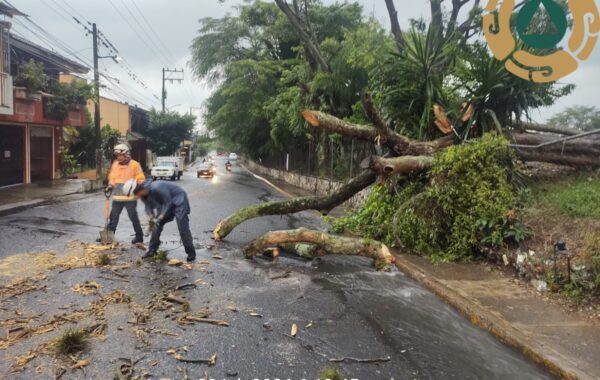 Córdoba sin incidentes tras lluvias; solo un árbol caído