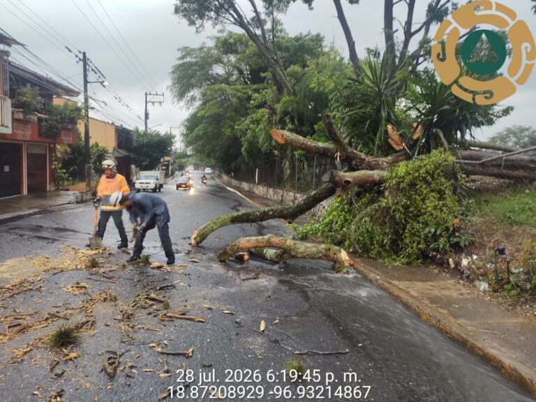 Córdoba sin incidentes tras lluvias; solo un árbol caído