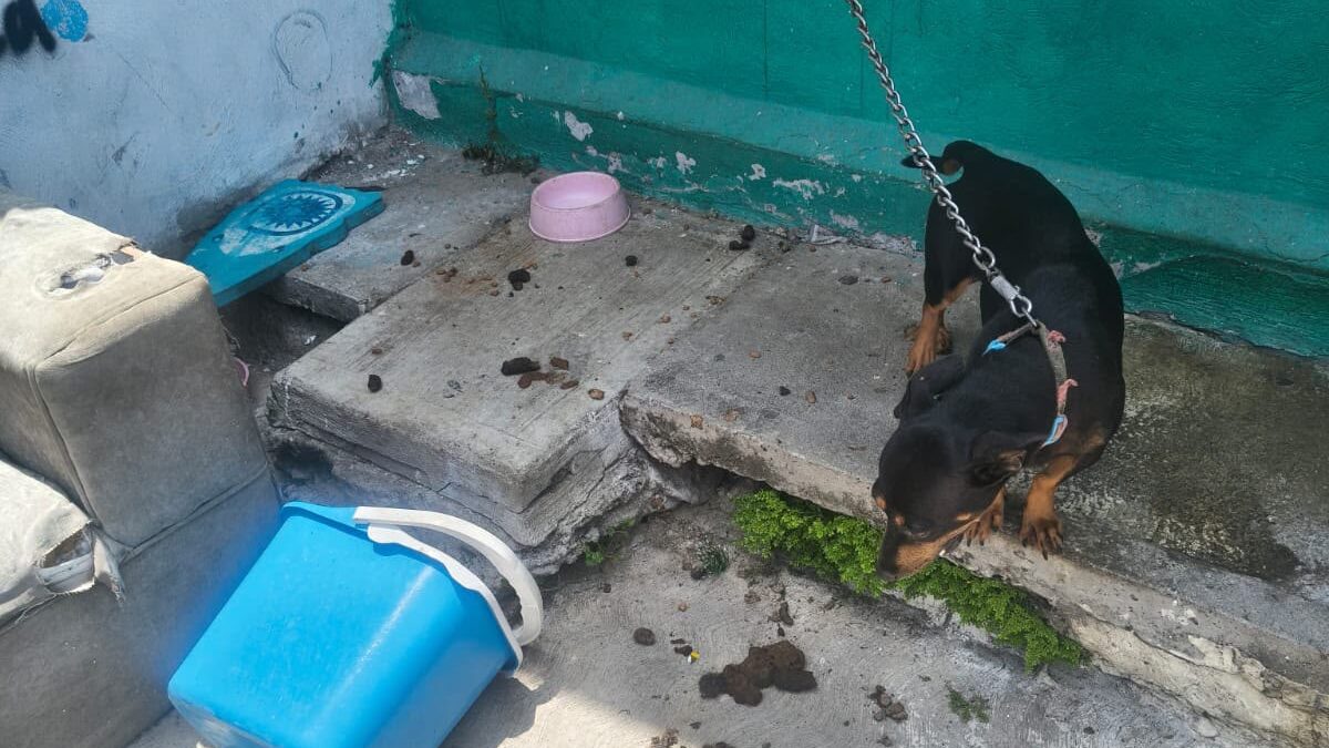 Ayuntamiento de Veracruz rescata perro en situación de riesgo