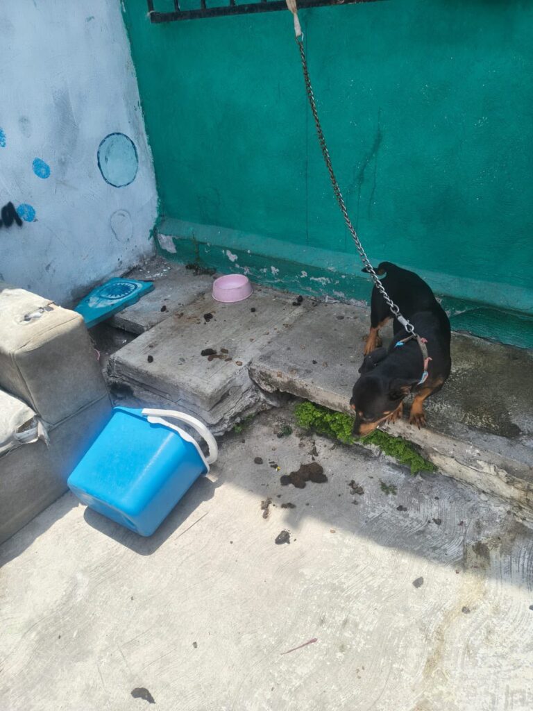 Ayuntamiento de Veracruz rescata perro en situación de riesgo