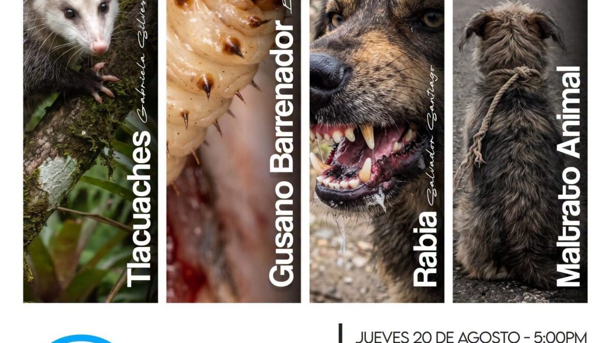 Río Blanco organiza foro sobre bienestar animal