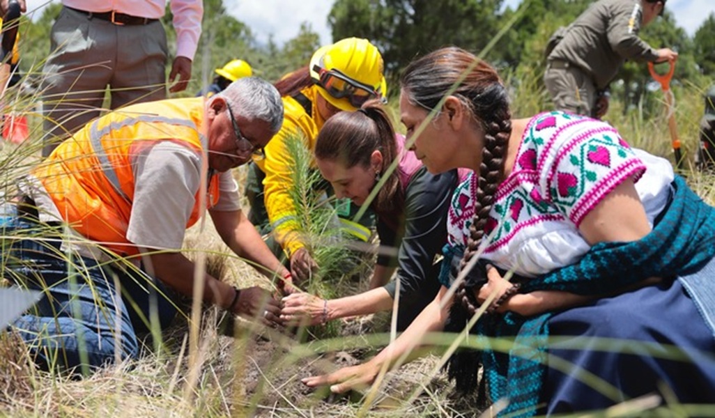 Sheinbaum lanza la Jornada Nacional de Reforestación 2026