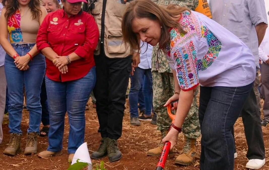 Veracruz participa en Jornada Nacional de Reforestación con 370 mil plantas