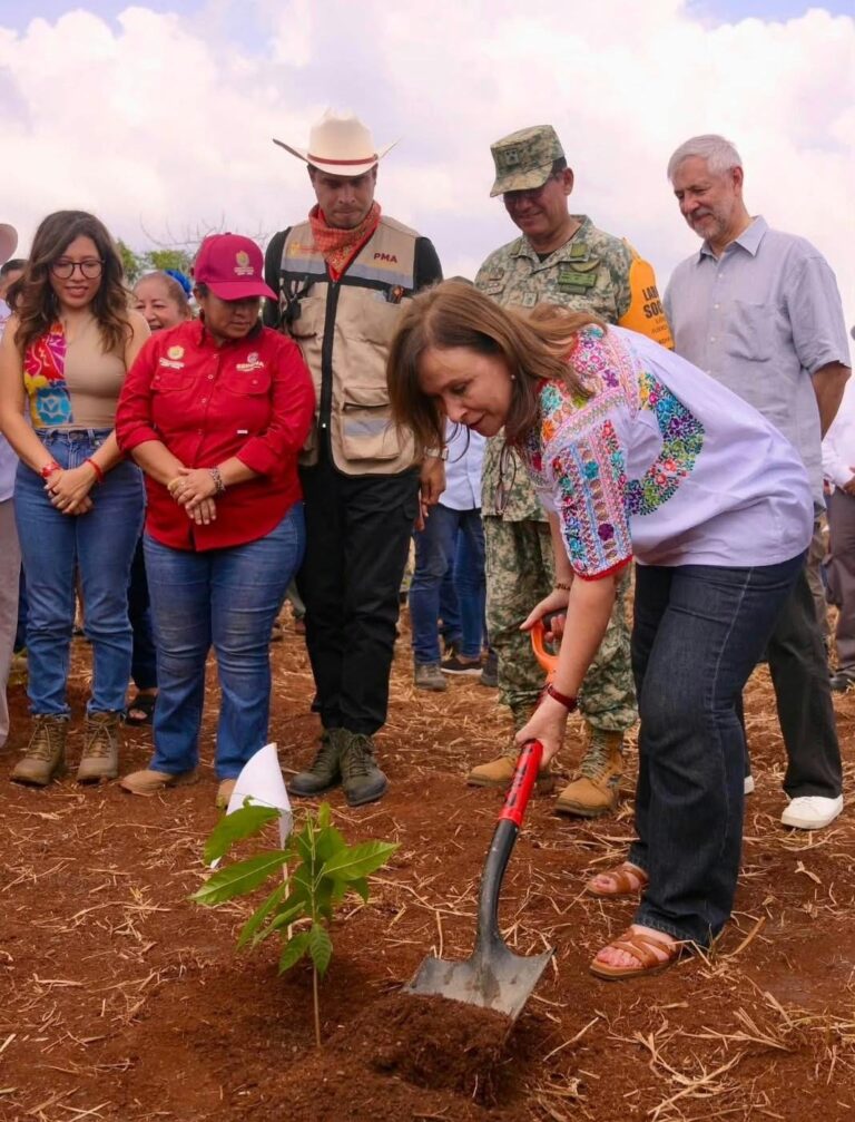 Veracruz participa en Jornada Nacional de Reforestación con 370 mil plantas