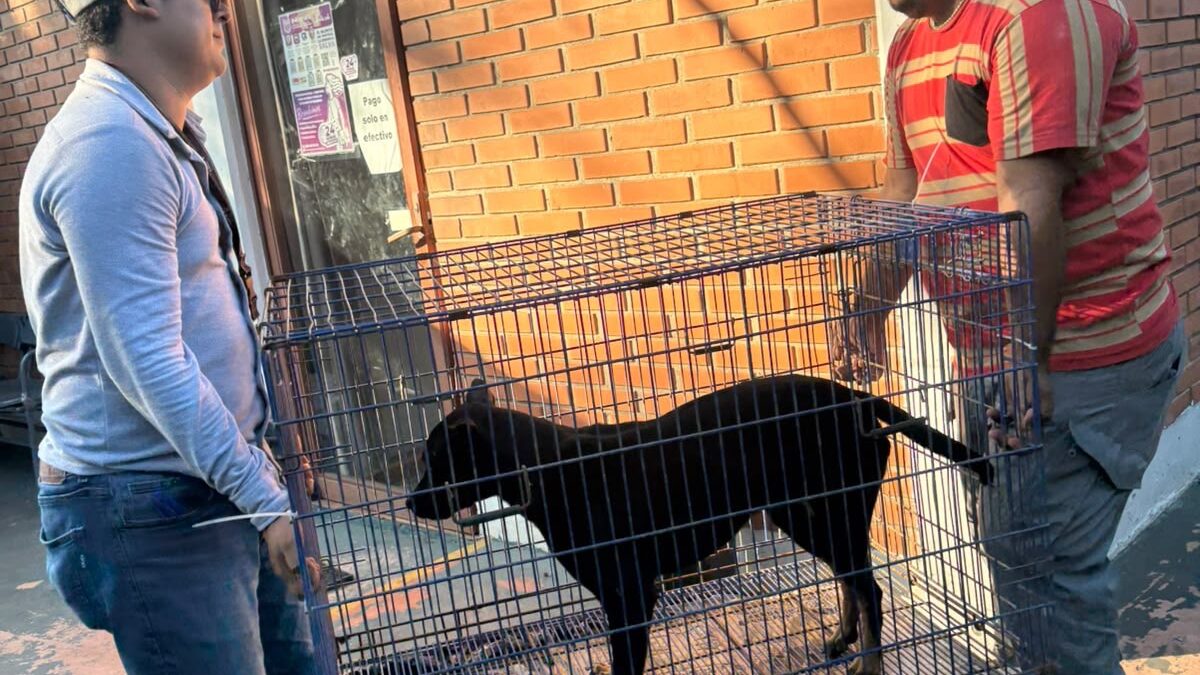 Ayuntamiento de Veracruz asiste a perro agredido por otro canino