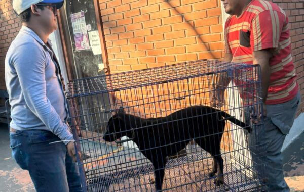 Ayuntamiento de Veracruz asiste a perro agredido por otro canino