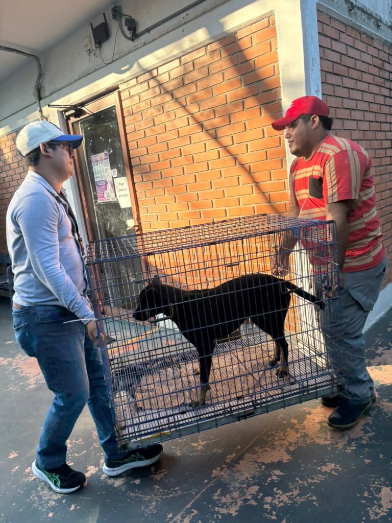Ayuntamiento de Veracruz asiste a perro agredido por otro canino