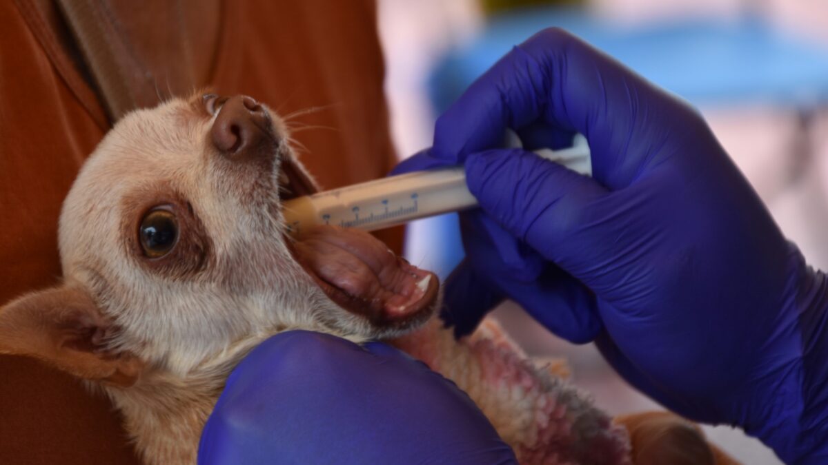 Éxito en atención a 440 mascotas en Río Blanco