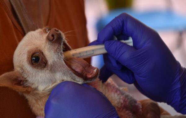 Éxito en atención a 440 mascotas en Río Blanco