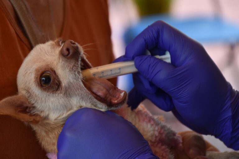 Éxito en atención a 440 mascotas en Río Blanco