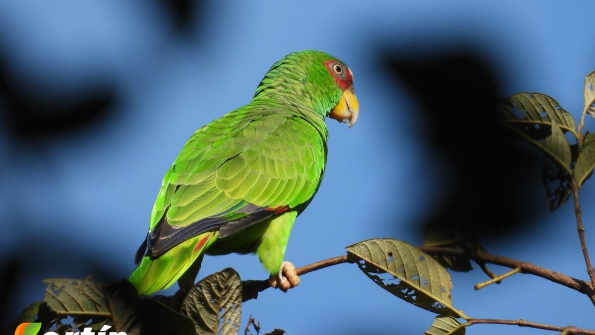 Fortín promueve la conservación de aves y flora nativa
