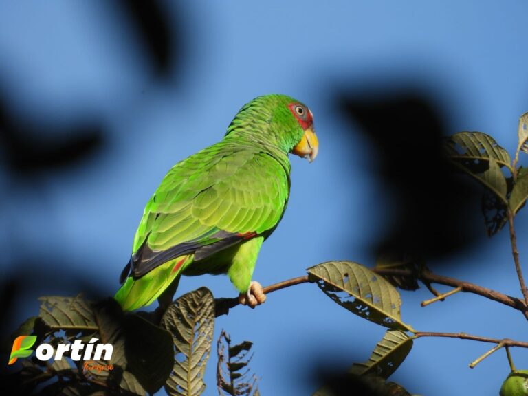Fortín promueve la conservación de aves y flora nativa