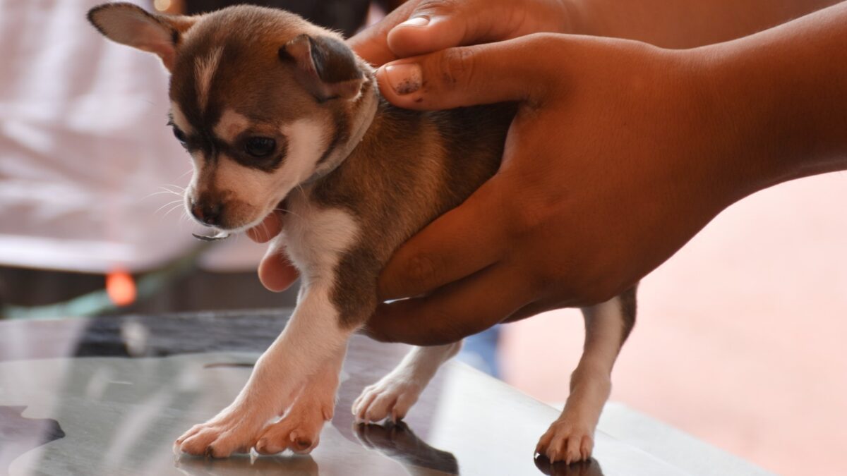 Inicia campaña ‘Pancitas Sanas’ en Río Blanco con 180 mascotas atendidas