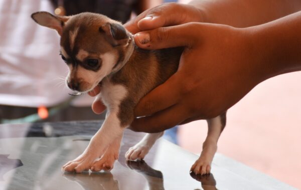 Inicia campaña ‘Pancitas Sanas’ en Río Blanco con 180 mascotas atendidas
