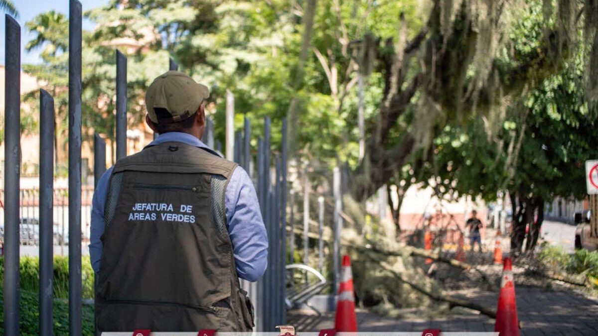 Retiro de árboles secos en parques de Córdoba por seguridad
